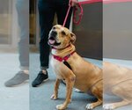 Small #8 American Pit Bull Terrier Mix