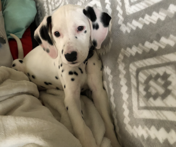 Medium Photo #1 Dalmatian Puppy For Sale in FINDLAY, OH, USA