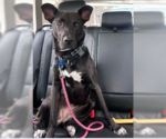 Small #3 Border Collie Mix
