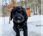 Small #2 Cavapoo (Miniature)-Saint Berdoodle Mix