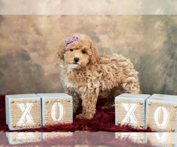 Medium Photo #6 Poodle (Miniature) Puppy For Sale in WARSAW, IN, USA