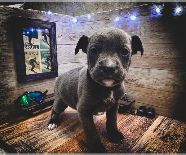 Medium Photo #2 Mutt Puppy For Sale in New London, WI, USA