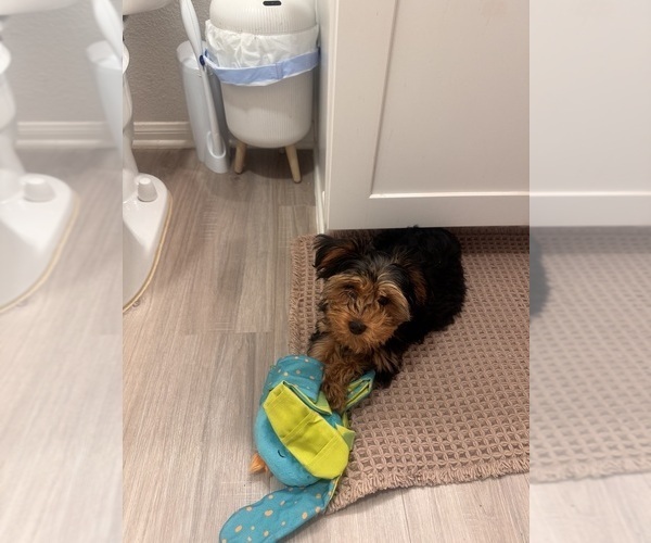 Medium Photo #1 Yorkshire Terrier Puppy For Sale in MISSION VIEJO, CA, USA