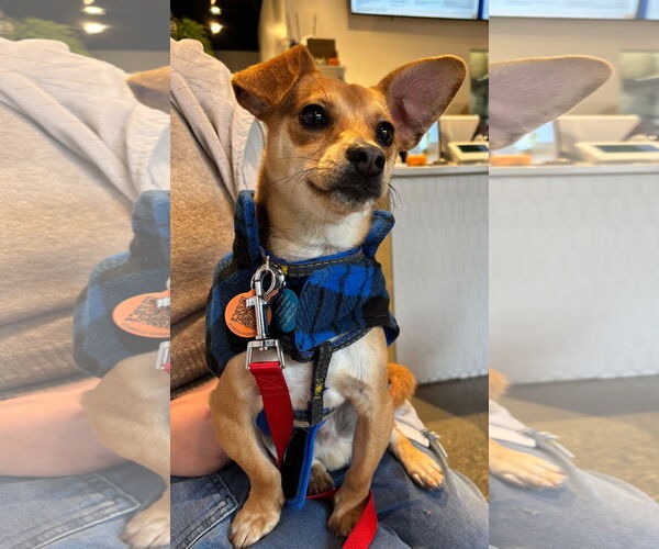 Medium Photo #3 Chihuahua-Unknown Mix Puppy For Sale in Bellevue, WA, USA