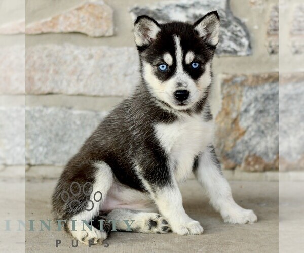 Medium Photo #3 Gerberian Shepsky Puppy For Sale in HONEY BROOK, PA, USA