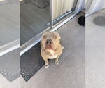 Small #13 Olde Bulldog