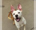 Small Photo #2 American Pit Bull Terrier Puppy For Sale in Tulsa, OK, USA