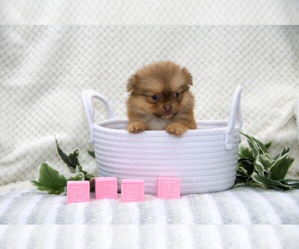 Medium Photo #13 Shiranian Puppy For Sale in CLARE, MI, USA