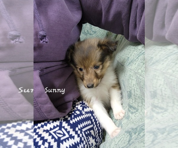 Medium Photo #2 Shetland Sheepdog Puppy For Sale in GREENWOOD, WI, USA