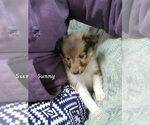 Small Photo #2 Shetland Sheepdog Puppy For Sale in GREENWOOD, WI, USA