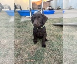 Small #4 Labrador Retriever