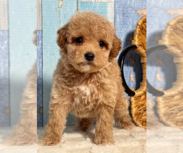 Medium Photo #2 Cockapoo (Toy) Puppy For Sale in MIRAMAR, FL, USA