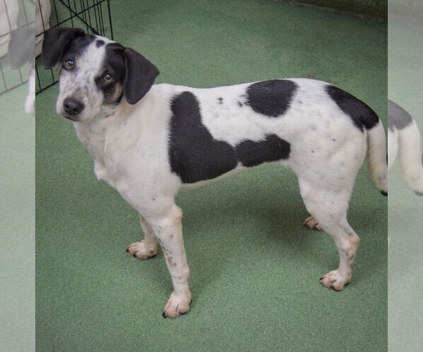 Medium Photo #2 Jack-A-Bee Puppy For Sale in Huntley, IL, USA