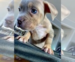 Small Photo #8 American Bully Puppy For Sale in GREELEY, CO, USA