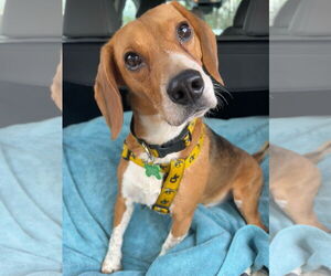 Beagle-Unknown Mix Dogs for adoption in Atlanta, GA, USA