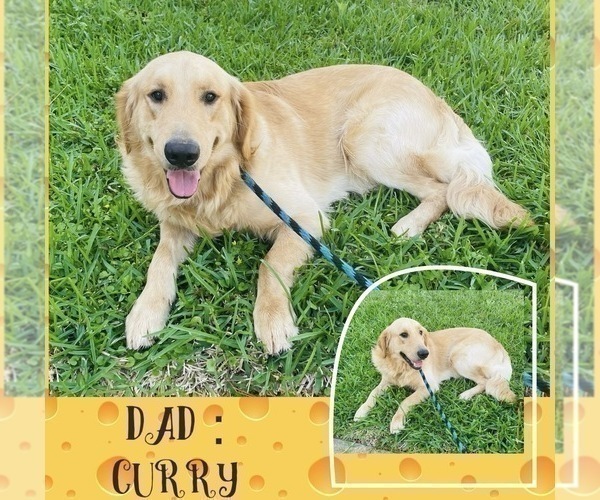 Medium Photo #1 Golden Retriever Puppy For Sale in SUGAR LAND, TX, USA