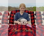Small Photo #3 English Bulldog Puppy For Sale in PEACHLAND, NC, USA