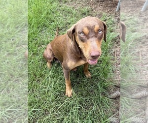 Mother of the Catahoula Leopard Dog puppies born on 05/14/2025