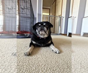 Pug Dogs for adoption in PLEASANT PRAIRIE, WI, USA