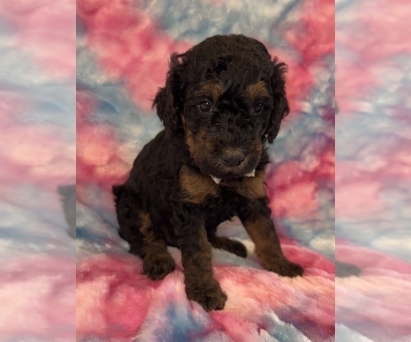 Medium Photo #18 Poodle (Standard) Puppy For Sale in BUSHNELL, FL, USA