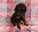 Small #17 Poodle (Standard)