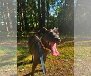 Labrador Retriever Dogs for adoption in Holly Springs, NC, USA