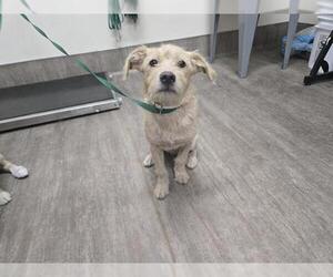 Mutt Dogs for adoption in Pasadena, CA, USA