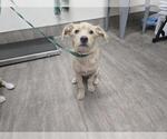 Small Mutt