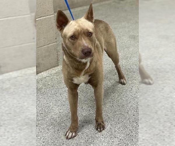 Medium Photo #1 American Pit Bull Terrier-Unknown Mix Puppy For Sale in Conroe, TX, USA