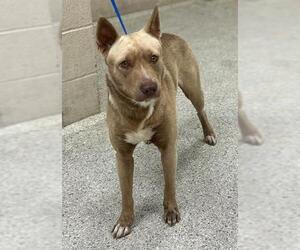 American Pit Bull Terrier-Unknown Mix Dogs for adoption in Conroe, TX, USA