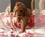 Small Goldendoodle (Miniature)