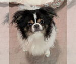 Small #2 Japanese Chin