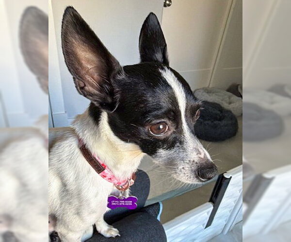 Medium Photo #4 Chihuahua-Unknown Mix Puppy For Sale in Corona, CA, USA