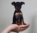 Puppy 1 Miniature Pinscher