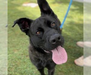 *TARA - Female German Shepherd Dog-Unknown Mix Dog for Adoption - Photo #2