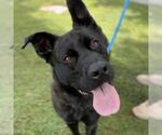 Small #1 German Shepherd Dog Mix
