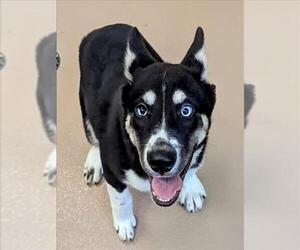 Siberian Husky-Unknown Mix Dogs for adoption in Plano, TX, USA