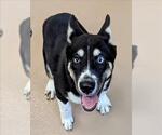 Small Siberian Husky Mix