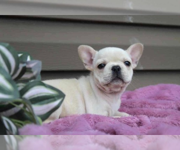 Medium Photo #4 French Bulldog Puppy For Sale in LIBERTY, KY, USA