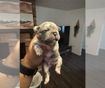Puppy 5 Faux Frenchbo Bulldog