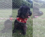 Small Photo #3 Mutt Puppy For Sale in Rockaway, NJ, USA