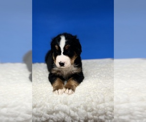 Bernese Mountain Dog Puppy for sale in DUNDEE, OH, USA