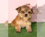 Small #16 Morkie