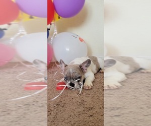 French Bulldog Puppy for sale in TAMPA, FL, USA