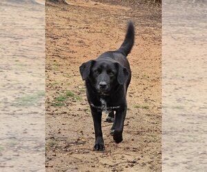 Labrador Retriever Dogs for adoption in Corinth, MS, USA