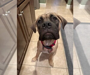 Mutt Dogs for adoption in Goodyear, AZ, USA