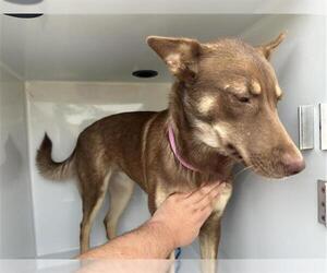 Siberian Husky-Unknown Mix Dogs for adoption in Houston, TX, USA
