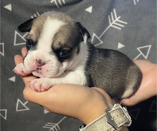 Medium Photo #1 English Bulldog Puppy For Sale in MERCED, CA, USA