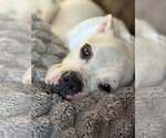 Small #1 Mutt