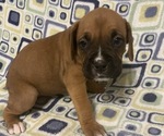 Small Photo #5 Boxer Puppy For Sale in BAYTOWN, TX, USA